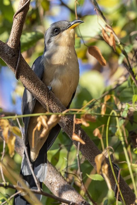 Mangrove Cuckoo | Passerine | Dominican Republic Birds