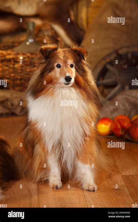 Sheltie, male, sable-white, 12 years old Stock Photo - Alamy