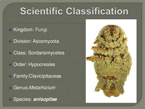 Metarhizium anisopliae