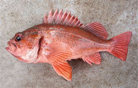Окунь морской красный фото — Картинки и Рисунки