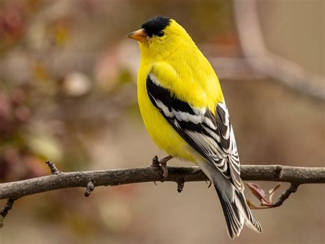 American Goldfinch - NestWatch