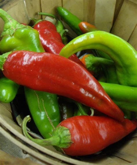 List 101+ Pictures When Are Anaheim Peppers Ready To Pick Excellent