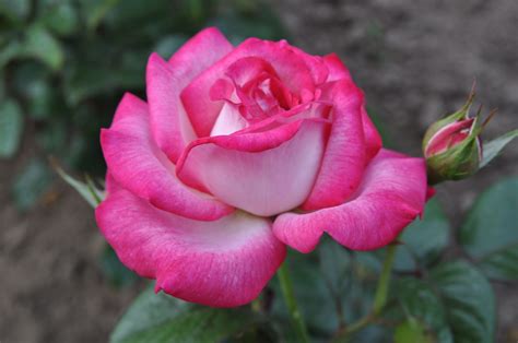 Julia Rose Flower | Best Flower Site