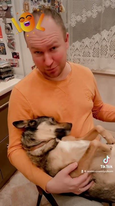 Белорусская овчарка! #собаки #беларусь #овчарка #интересное - YouTube