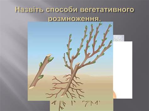 Презентація "Вегетативне розмноження рослин"