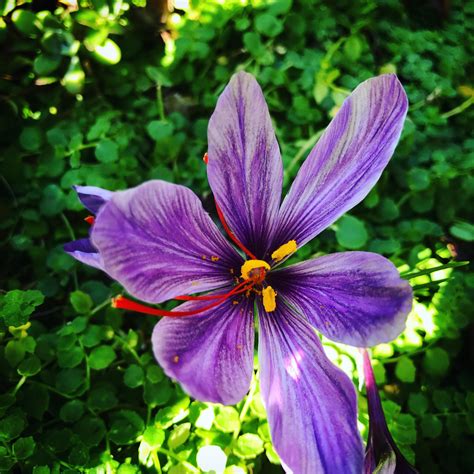 Saffron crocus gets to bloom in dry sunny weather this year! : r/gardening