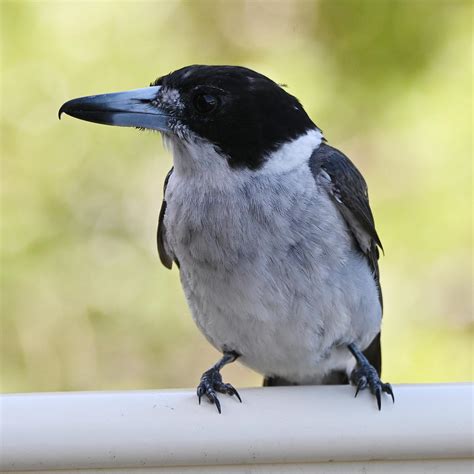 grey butcherbird   wildplaces  deviantart
