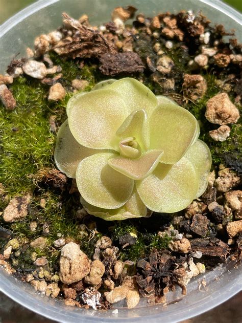 Pinguicula 'sethos' P. Ehlersiae X P. Moranensis - Etsy