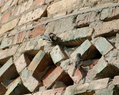 gorrion del saxaul passer ammodendri picture bird