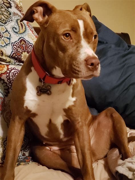 Knights Red Nose Pit Bulls