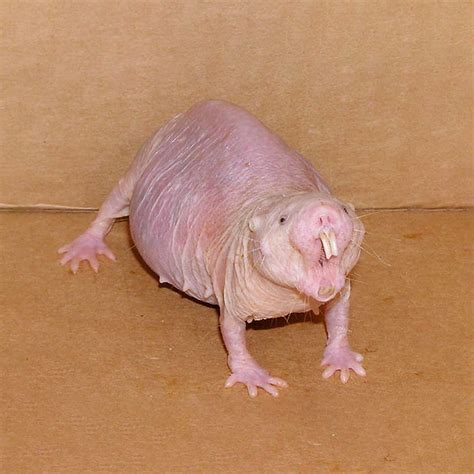 The Ugliest Thing In The World