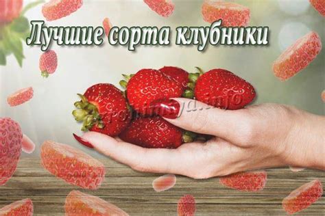 Лучшие сорта клубники: для Подмосковья, Сибири, теплиц с фото