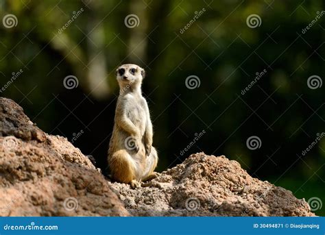 Mongoose stock image. Image of composition, fauna, carnivore - 30494871
