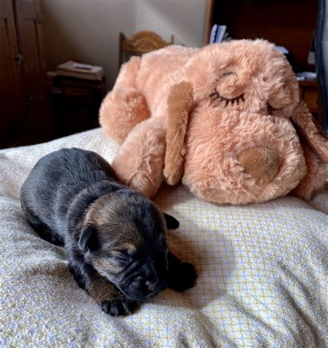 Journey gives us a Singleton Puppy – Rushwind Labradors & Border Terriers