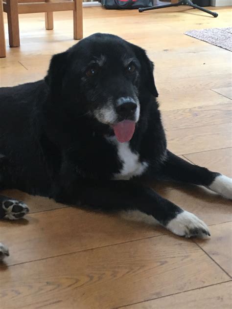 10000 best Old Dog images on Pholder | Aww, Old Man Dog and Made Me Smile