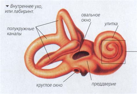 Как функционирует внутреннее ухо?