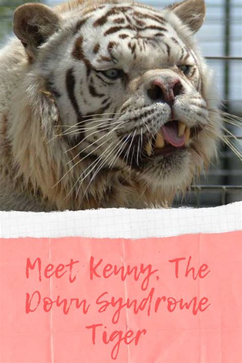 kenny   syndrome tiger kenny  inbred tiger