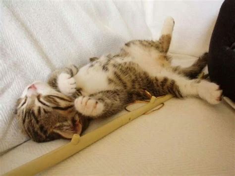 Z(-.-)Zzz・・・・ | Sleeping kitten, Cute animals, Kittens and puppies
