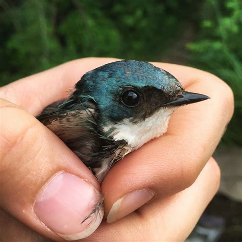 Aerial Insectivorous Bird Ecology and Conservation | Streams, Rivers ...