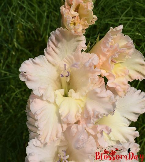 Гладиолус Полёт Фламинго — BlossomDay