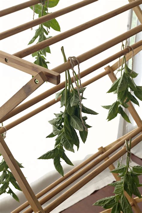 Harvesting & Drying Herbs | Everything You Need To Know