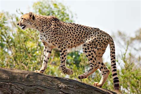 CHEETAH |The Garden of Eaden