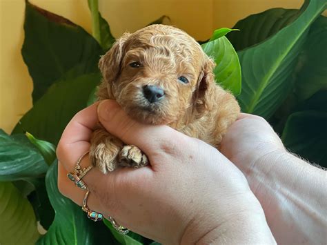 Hulks Epic Transformation : r/FromPuppyToDog