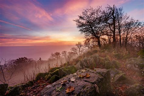 Selva Seca: Características, Flora, Fauna y más