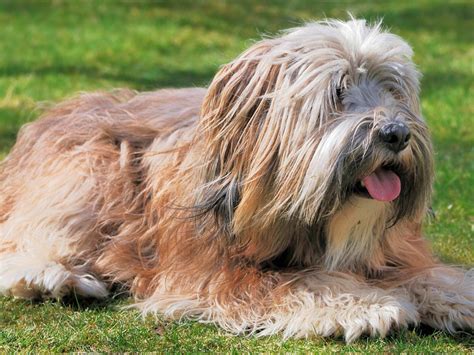 The Ultimate Guide to Tibetan Terriers: Breed Characteristics, Care