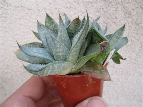 Gastrolea cv. Wonder (Aloe x Gasteria) | Warszawa | Licytacja na ...