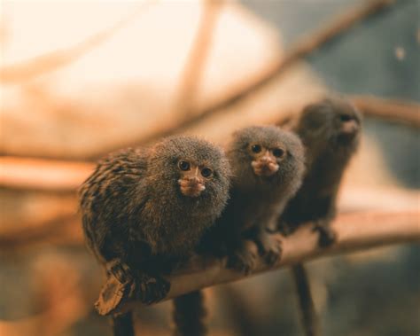 Marmoset Print - Etsy