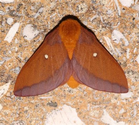 18 Stunning Pink Moths You May See (Pictures And Identification)