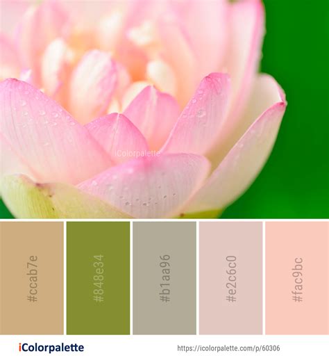color palette ideas  flower pink petal image icolorpalette