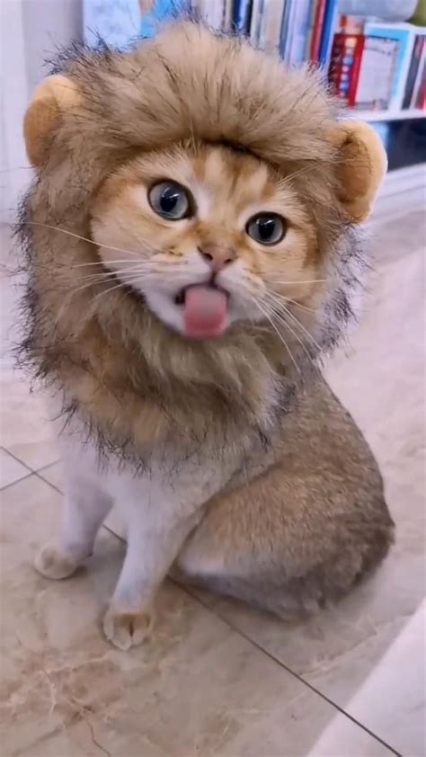 It's a cat or a lion? | Funny cats, Cute cats and dogs, Cute little animals