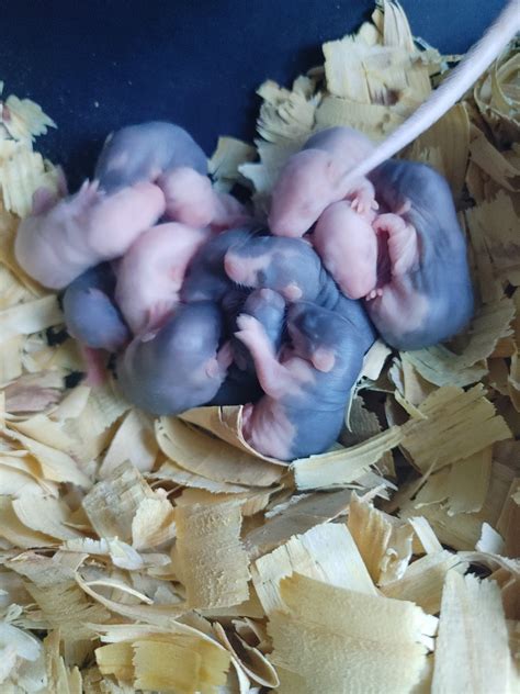 Dakotah Blue Exotics added a new photo. - Dakotah Blue Exotics