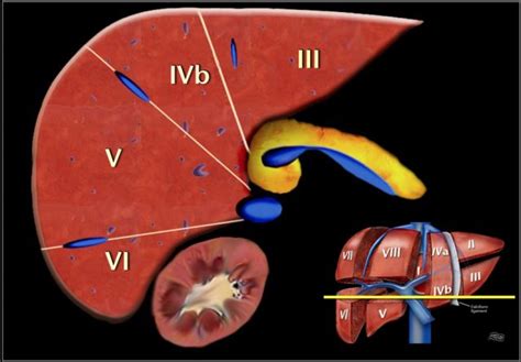 Liver Anatomy Segments