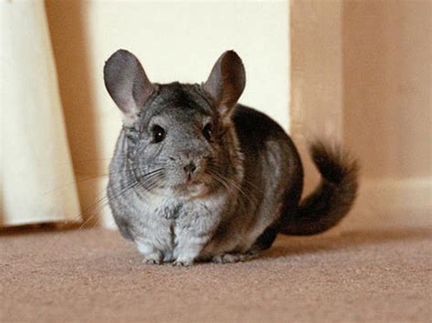 Unusual pets that are legal to own