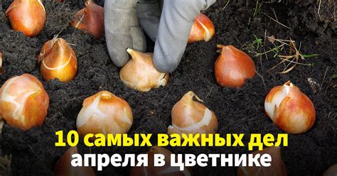 Какие цветы посадить в апреле: главные работы на клумбе