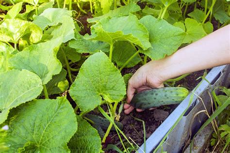 Harvesting of cucumbers stock image. Image of healthy - 135082391