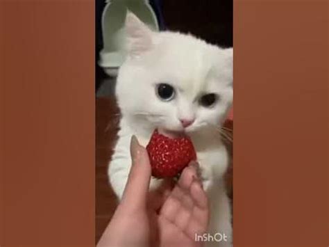 кот ест клубнику - YouTube