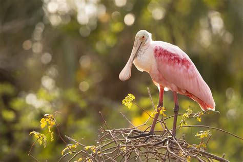 Roseate spoonbill | Mote Marine Laboratory & Aquarium