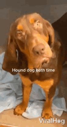 Hound Fight GIF - Hound Fight Transformers - Discover & Share GIFs