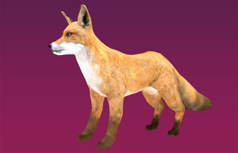 red fox