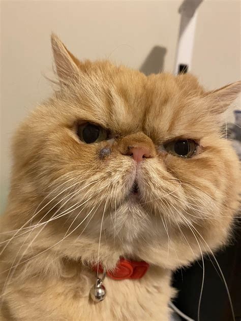 Found this bump on my cat’s neck, does anyone know what it is? : r/cats