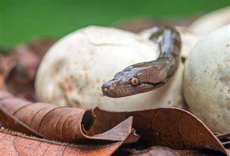Reticulated python | Size, Habitat, Diet, & Facts | Britannica