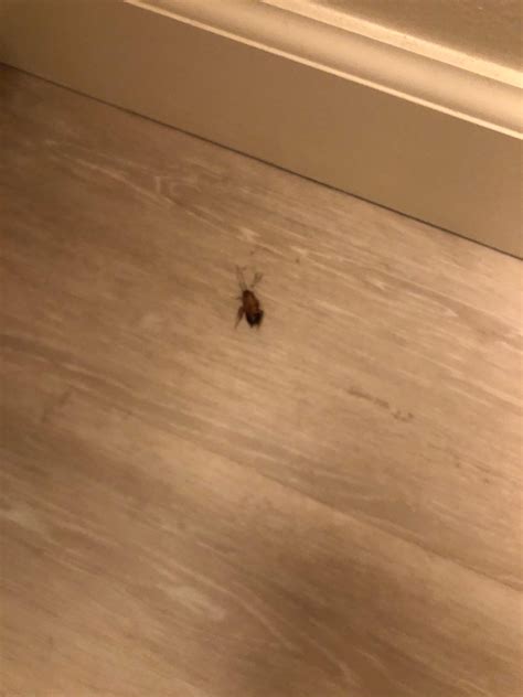 Are these cockroaches german cockroaches (Northern California)? : r