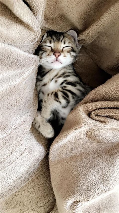 Cutest kitty : r/aww