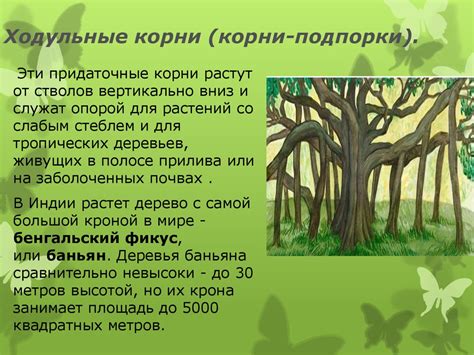 Корень. Строение и функции. Видоизменения корней - презентация онлайн