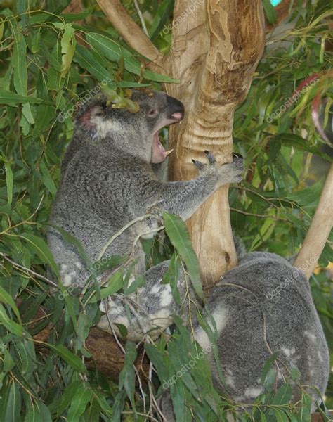 Koala having a rare showing of teeth — Stock Photo © Marinad #2029363