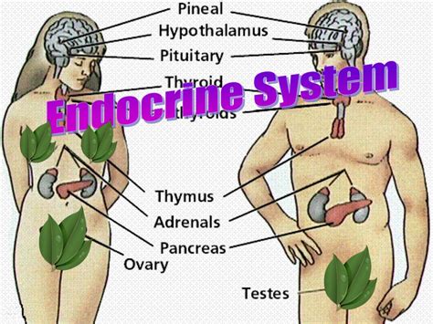 PPT - Endocrine System PowerPoint Presentation, free download - ID:4724201